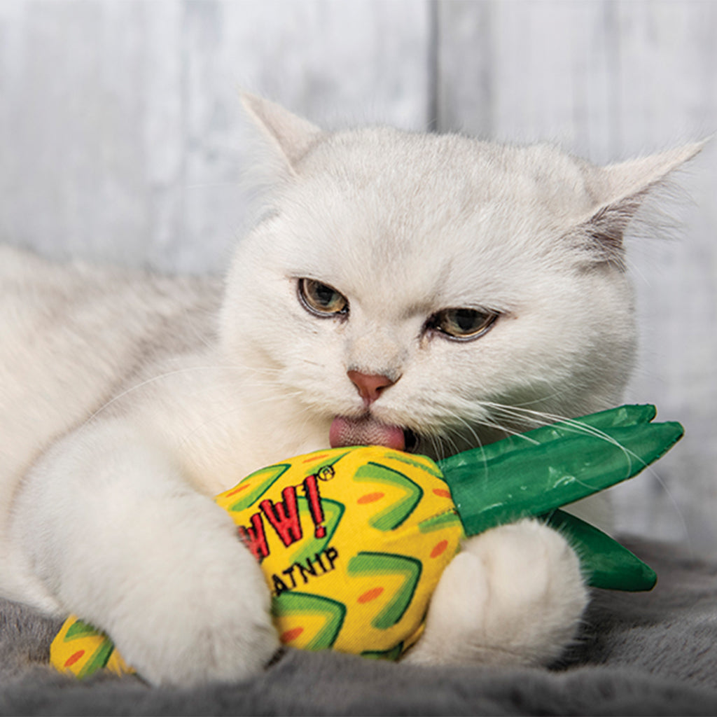 Cat Toys