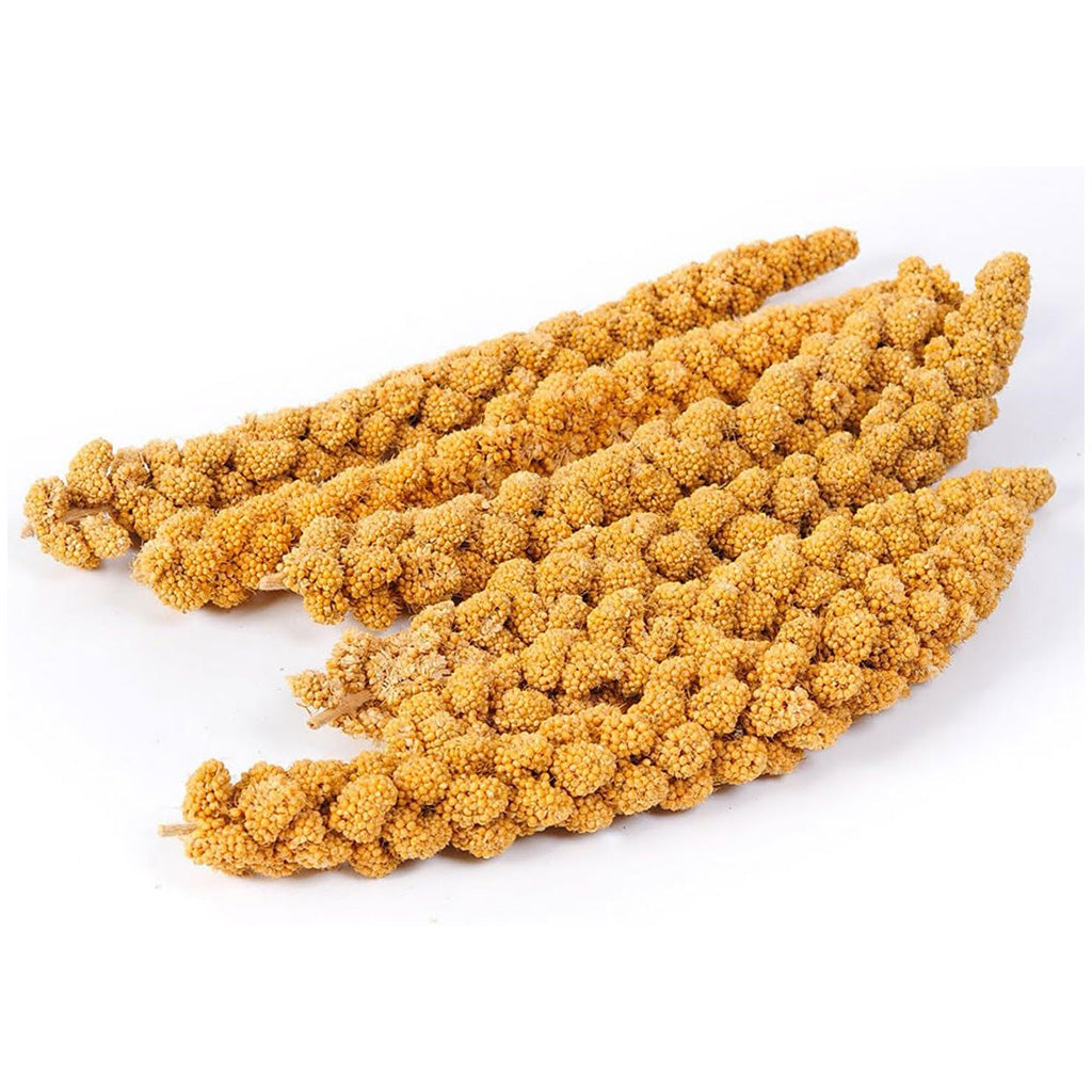 spray millet seeds for planting Golden Farm - Spray Millet