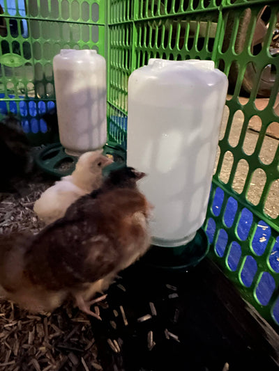 Baby Chick / Quail Drinker 1L/1Qt Green