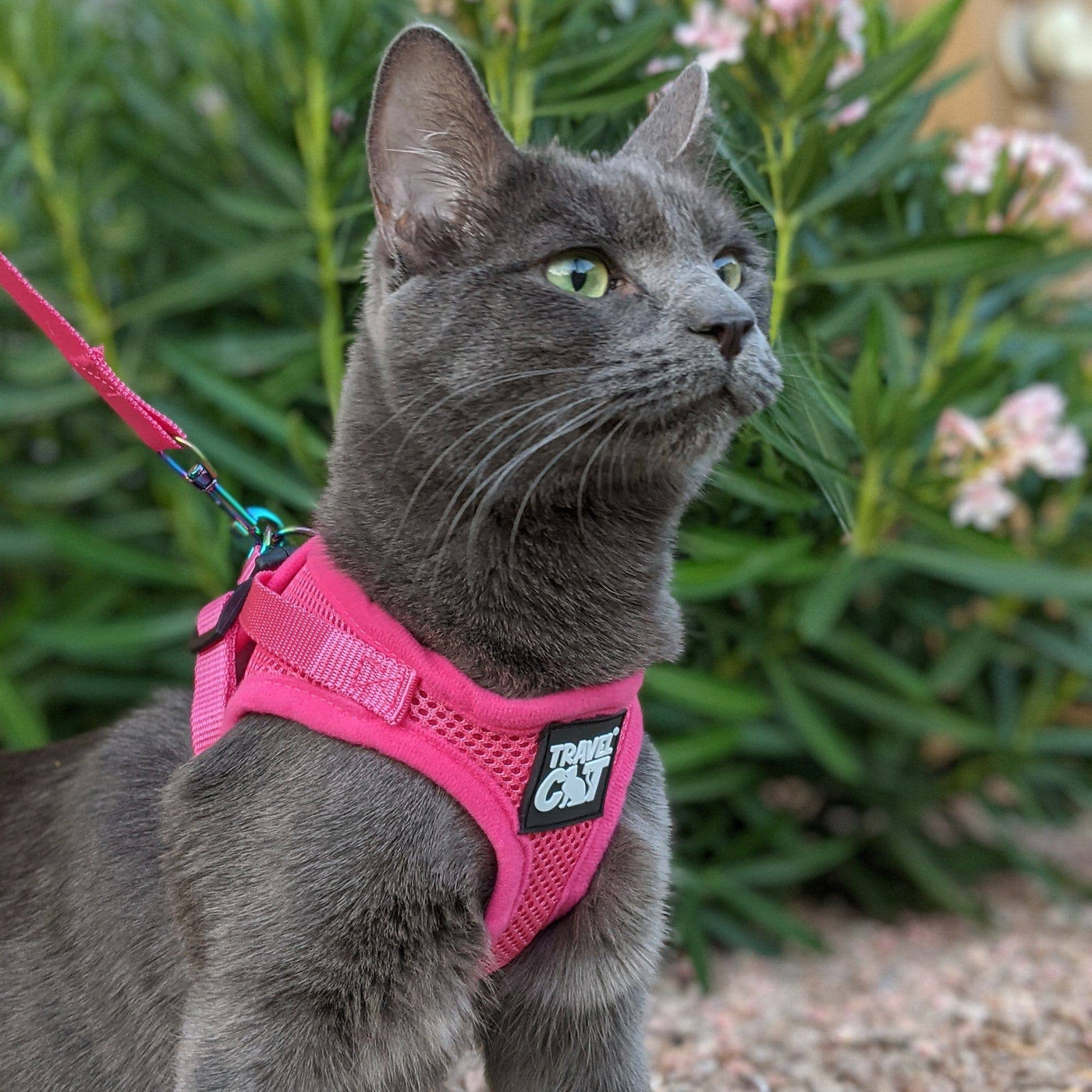 "The Purrfectly Pink" Iridescent Harness & Leash Set