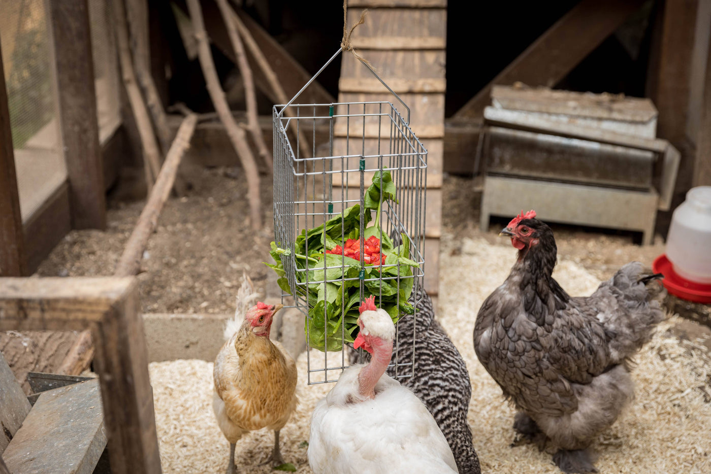 Metal Basket Rack for Chicken Scraps and Treats