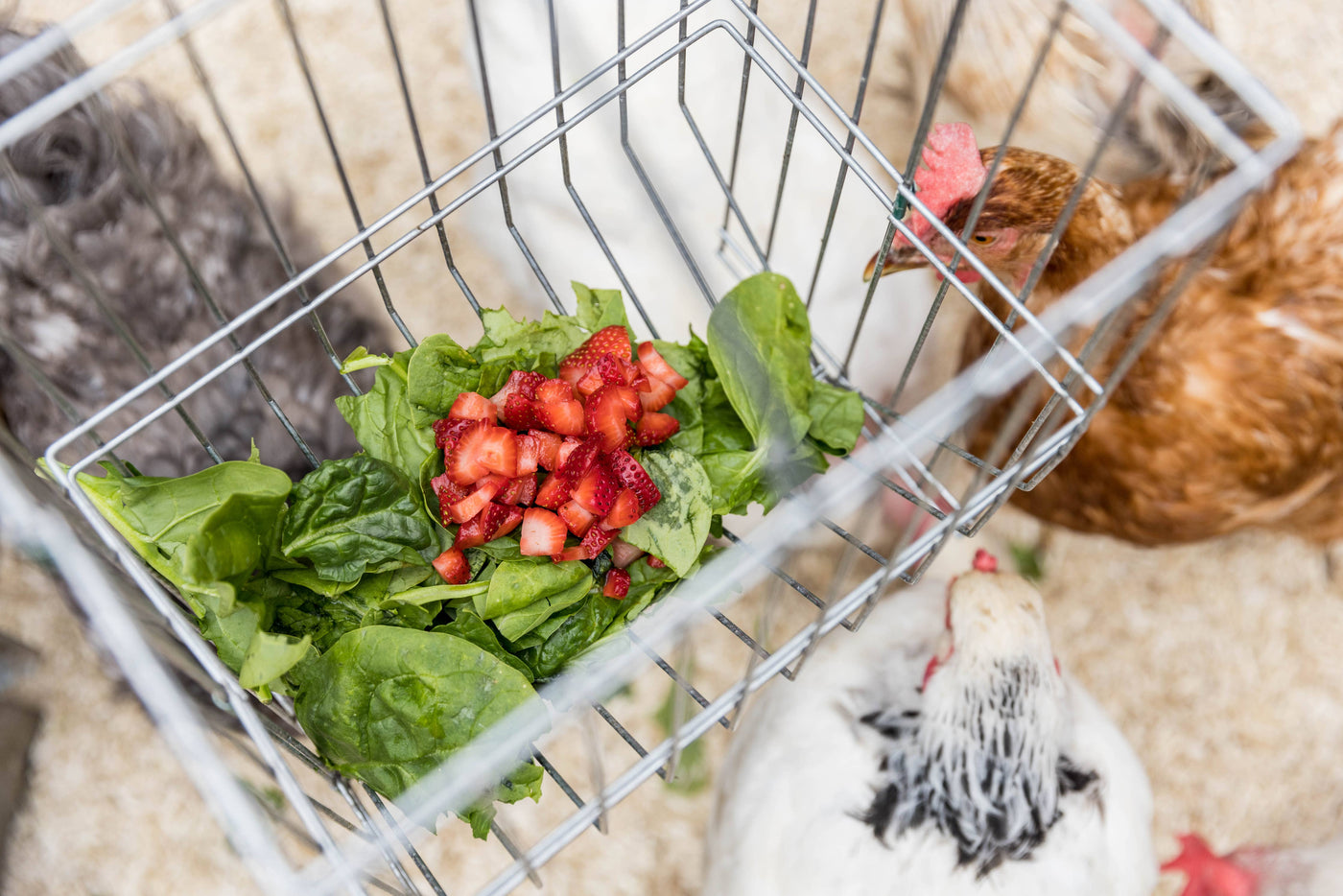 Metal Basket Rack for Chicken Scraps and Treats