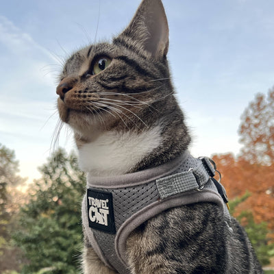 "The True Adventurer" Reflective Cat & Kitten Harness