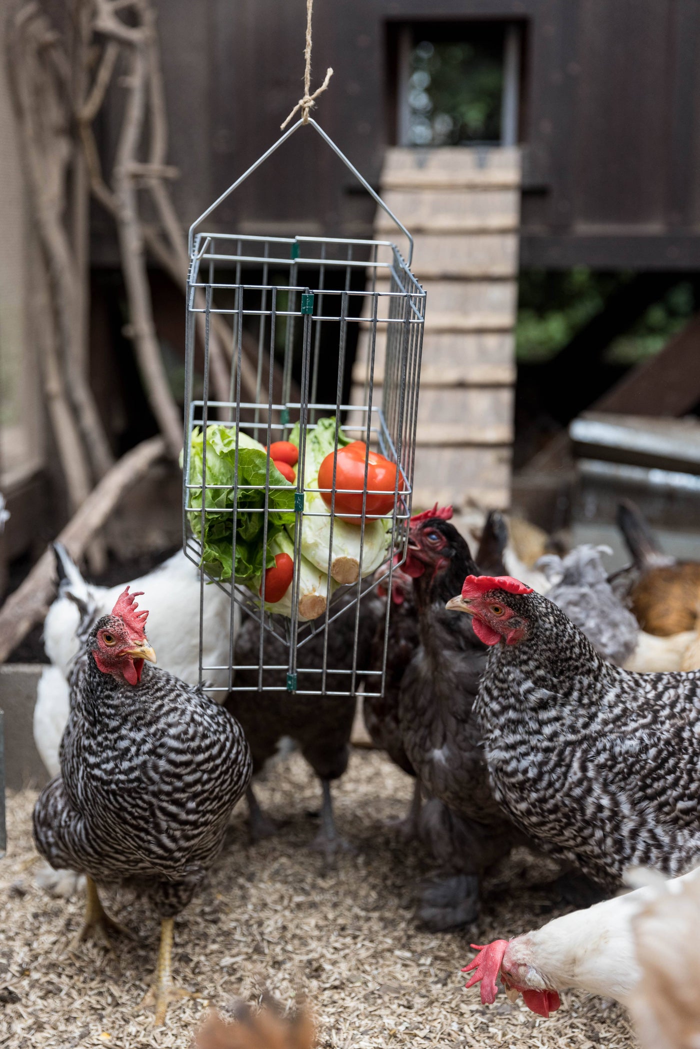 Metal Basket Rack for Chicken Scraps and Treats