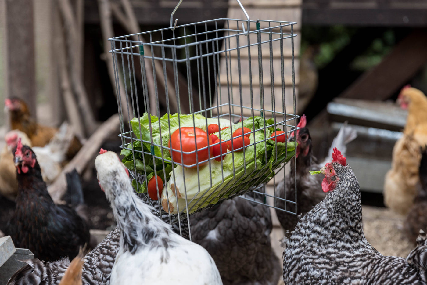 Metal Basket Rack for Chicken Scraps and Treats