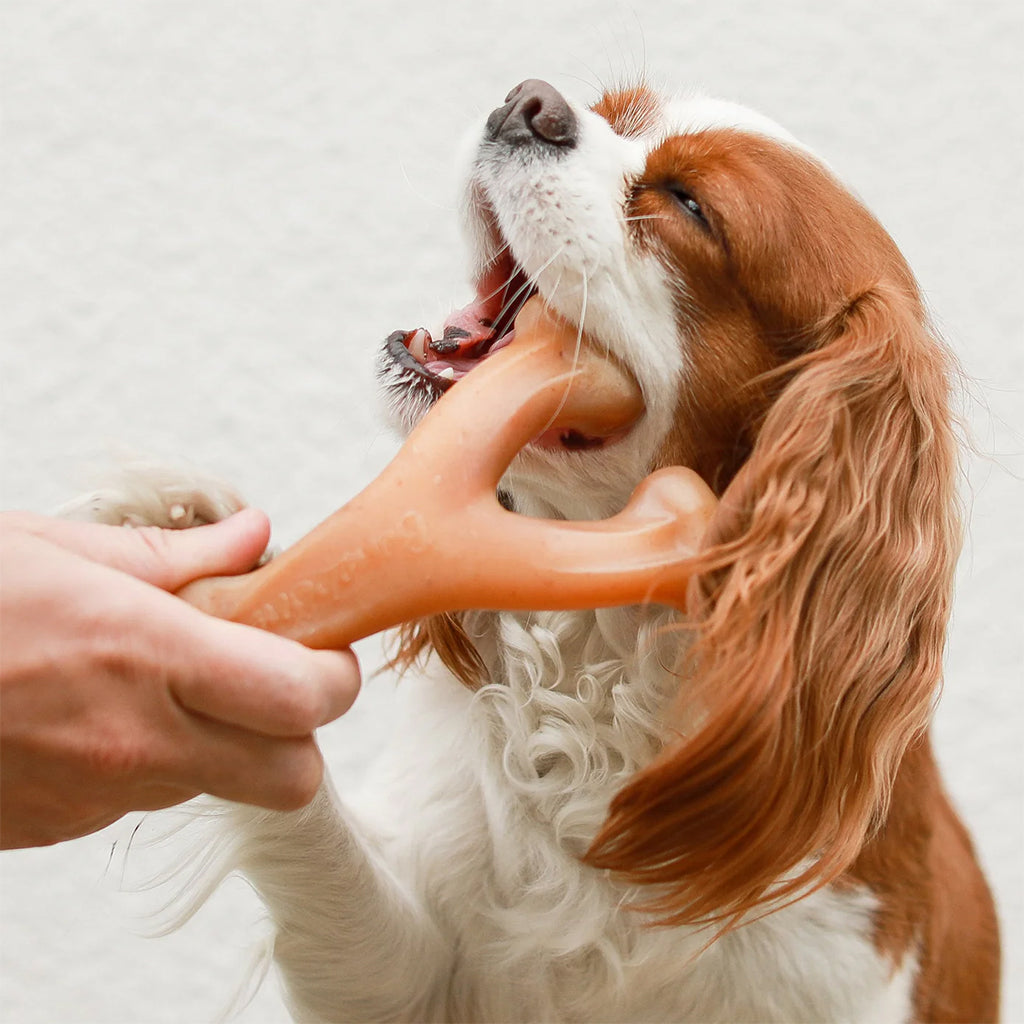 Benebone Wishbone Chicken Flavor