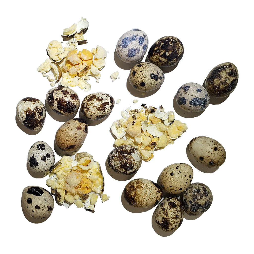 Freeze-dried Quail Eggs 2.75oz