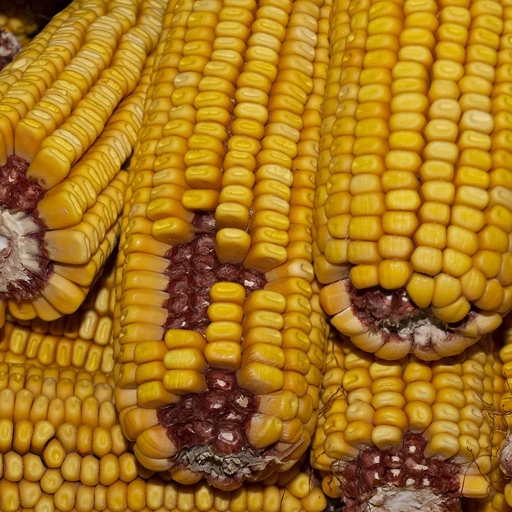 1 Dried Corn on the Cob