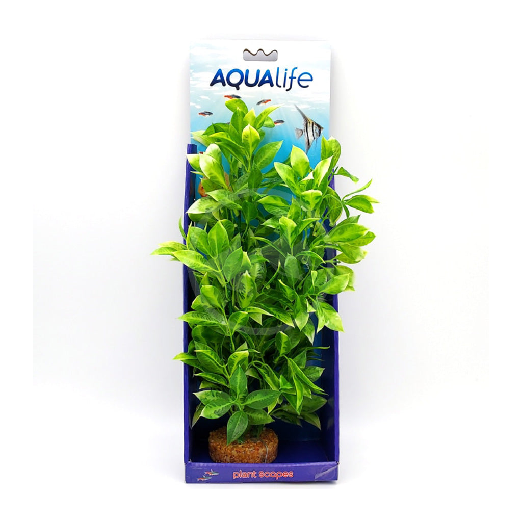 Fluval AquaLife White-Tipped Ludwigia 14"