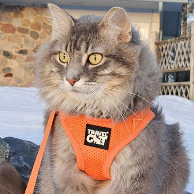 "The True Adventurer" Reflective Cat & Kitten Harness