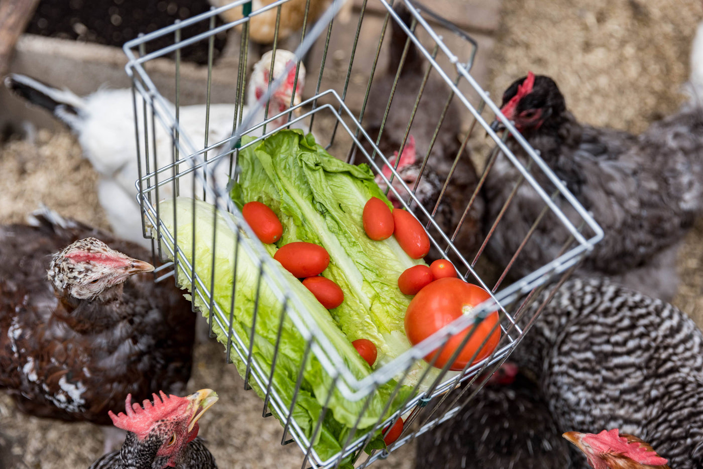 Metal Basket Rack for Chicken Scraps and Treats