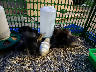 Baby Chick / Quail Drinker 1L/1Qt Green