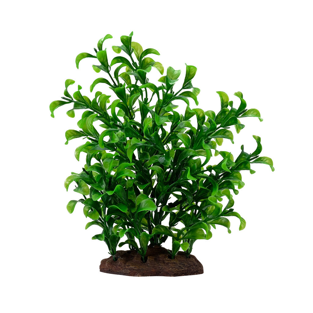 Fluval AquaLarge Bacopa Plant Set 8"