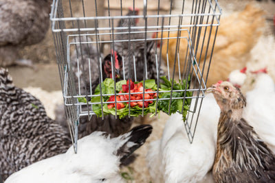 Metal Basket Rack for Chicken Scraps and Treats