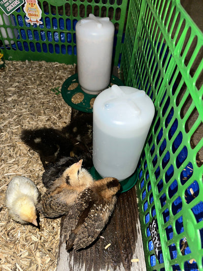 Baby Chick / Quail Drinker 1L/1Qt Green