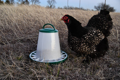 Poultry Hopper Feeder 1kg / 6.5lbs with Lid, Green