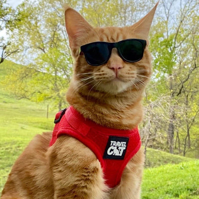 "The True Adventurer" Reflective Cat & Kitten Harness