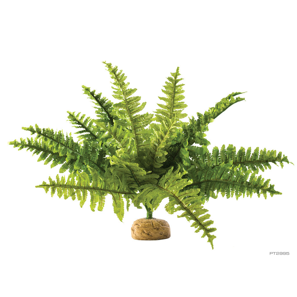 Boston Fern