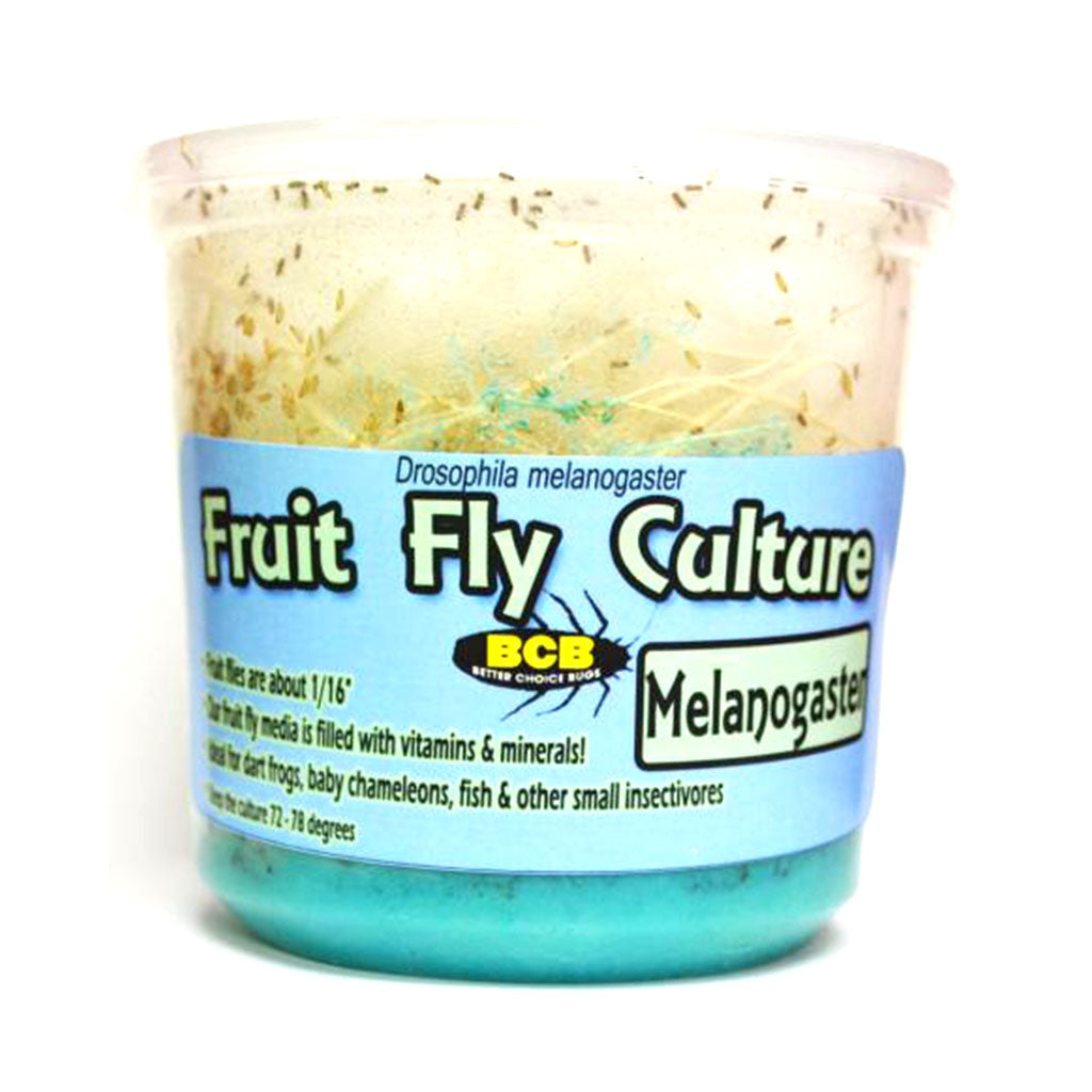 Live Fruit Fly Melanogaster Cultures Cup