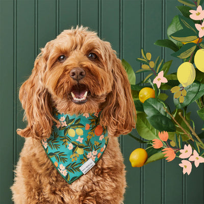 Citrus Floral Pet Bandana