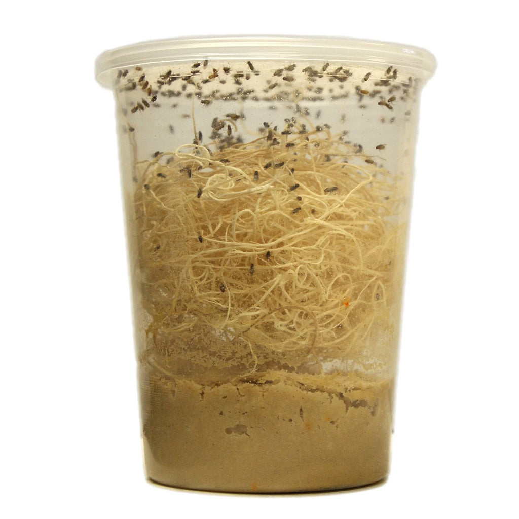 Live Fruit Flies Cup – Shore Thing Pet Supply