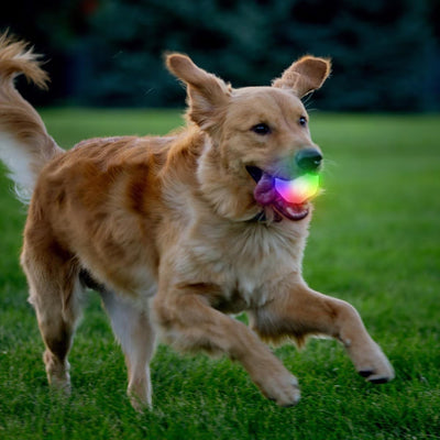 GlowStreak Wild LED Ball-Disc-O Dog Toy