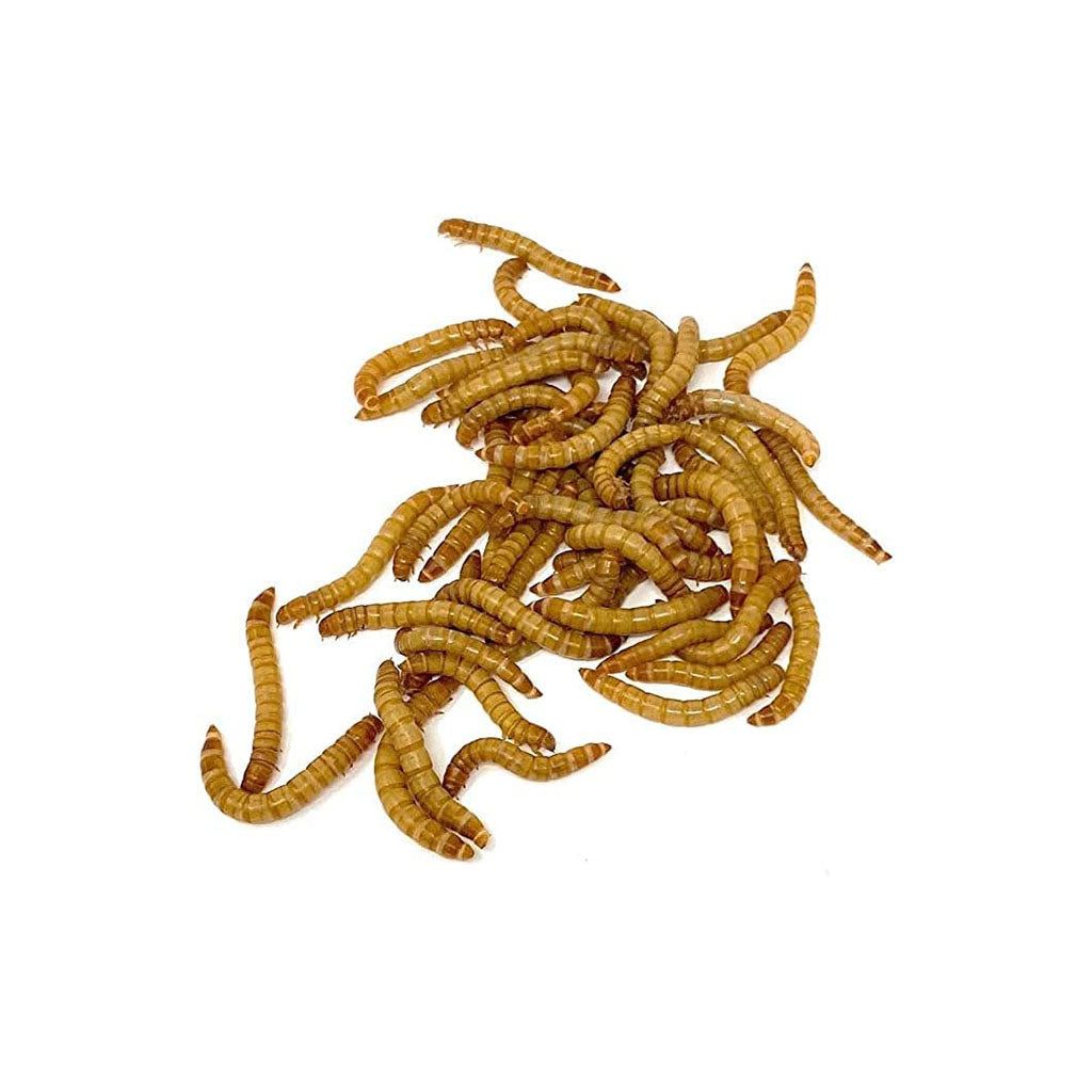 Live Mealworms Cup (50 count)