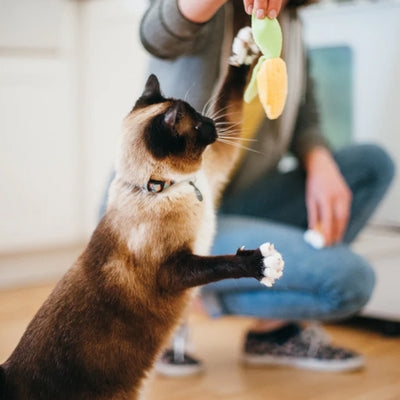 Feline Frenzy Purrfect Picnic Catnip Toy