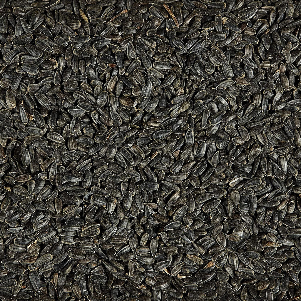 Black Oil Sunflower Bird Seed