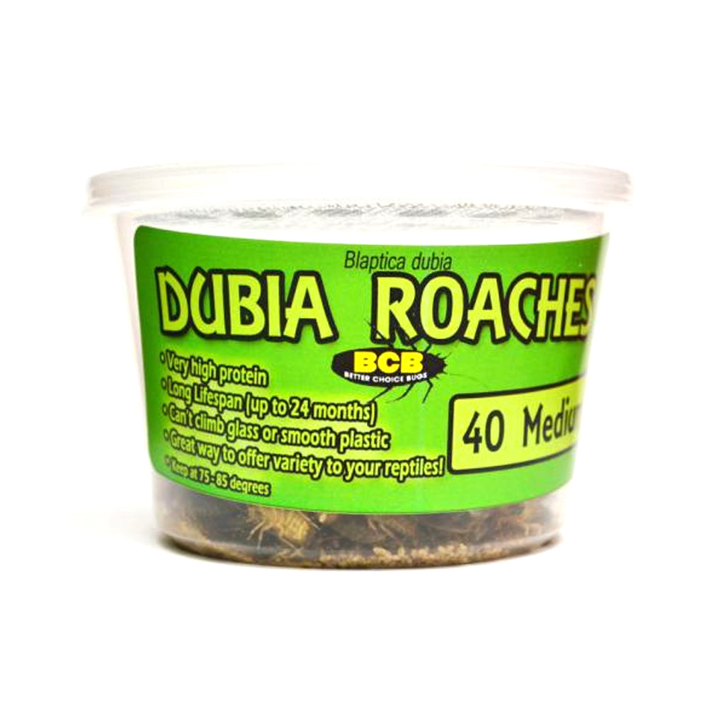 Live Dubia Roaches