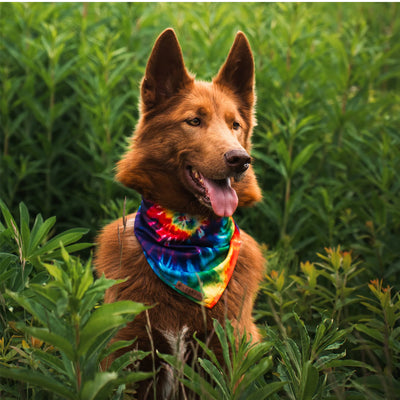 Tiedye Bandana