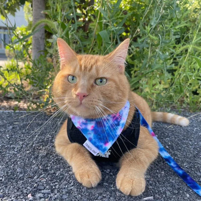 The Groovy Cat Collar & Bandana Set