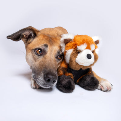 Archie Red Panda Plush Toy