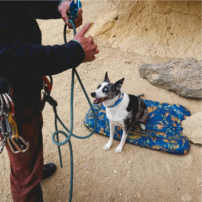 Basecamp Foldable Dog Bed