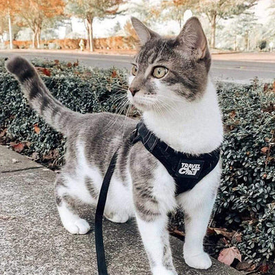 Reflective Cat & Kitten Harness w/ Leash - Black