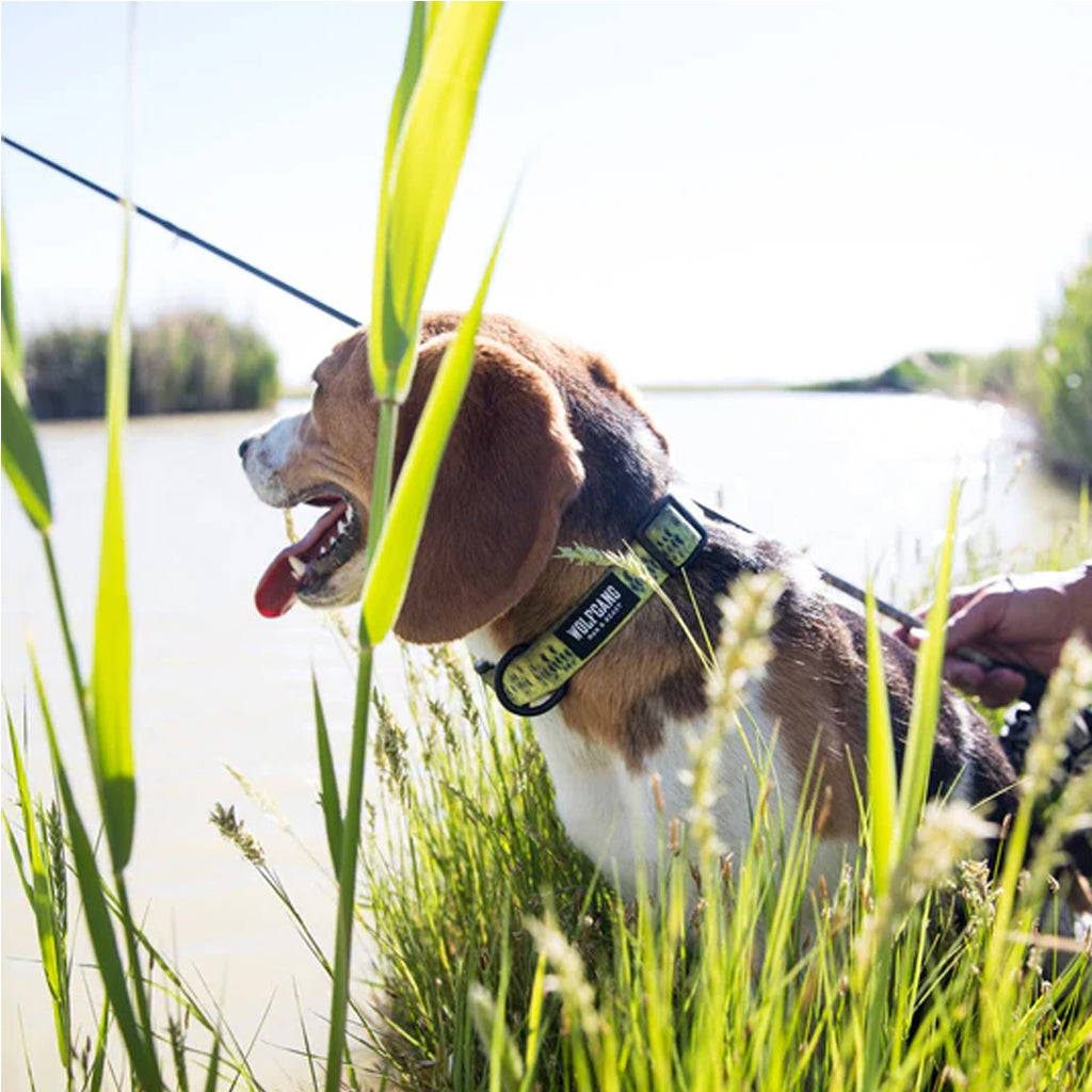 BaitCaster Dog Collar