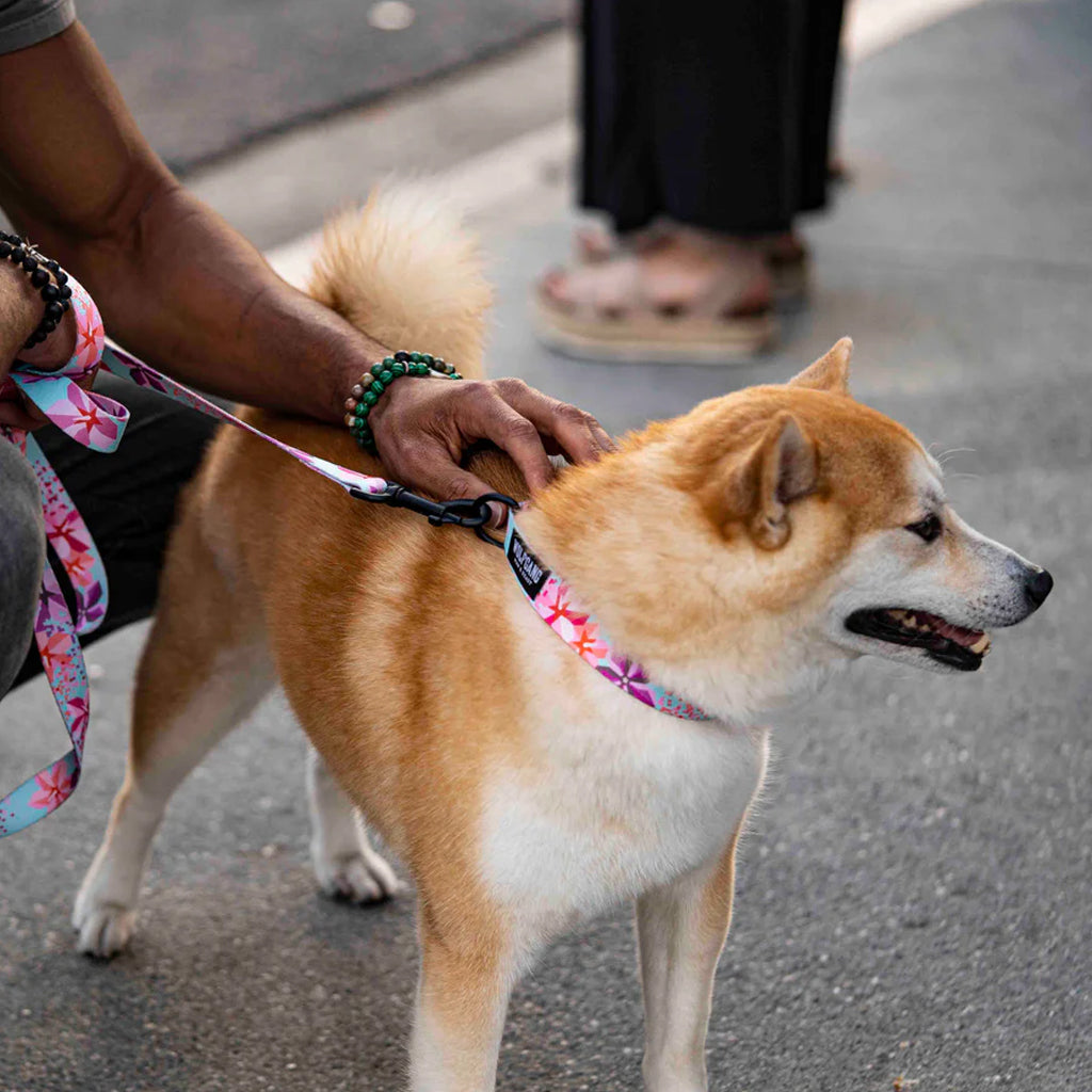 DigiFloral Dog Collar