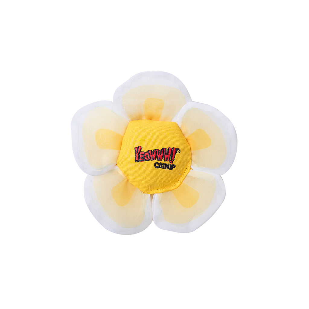 Catnip Daisy Flower Tops