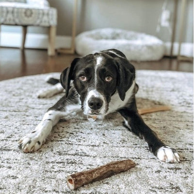 Dog with Raw Freeze-dried Moo Stick Treat Vital Essentials