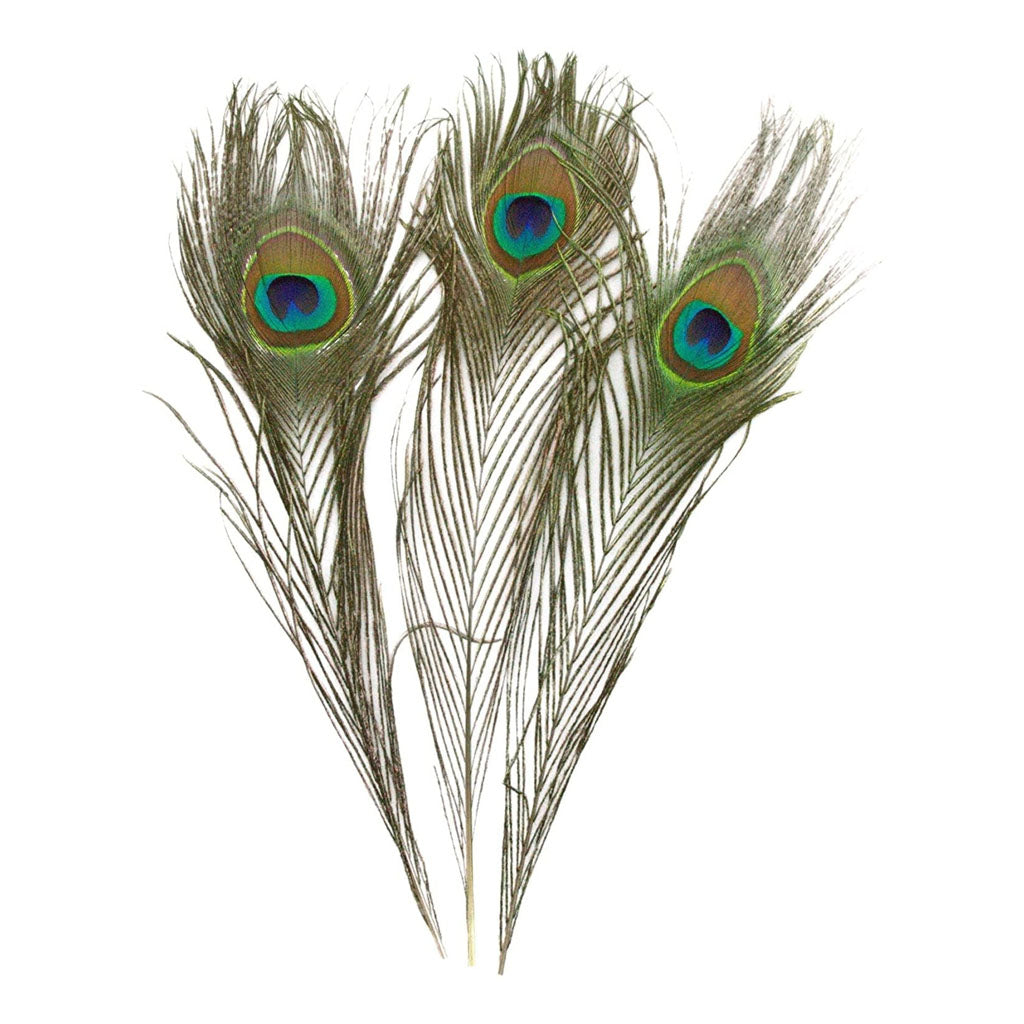 35-40 Natural Peacock Feather – Shore Thing Pet Supply