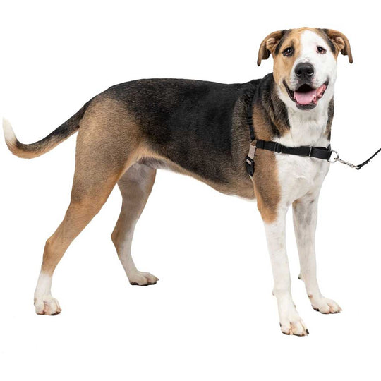 Easy Walk Harness Shore Thing Pet Supply